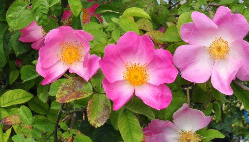 Rosa Canina, la Wild Rose tra i Fiori di Bach Rosa Canina, la Wild Rose tra i Fiori di Bach